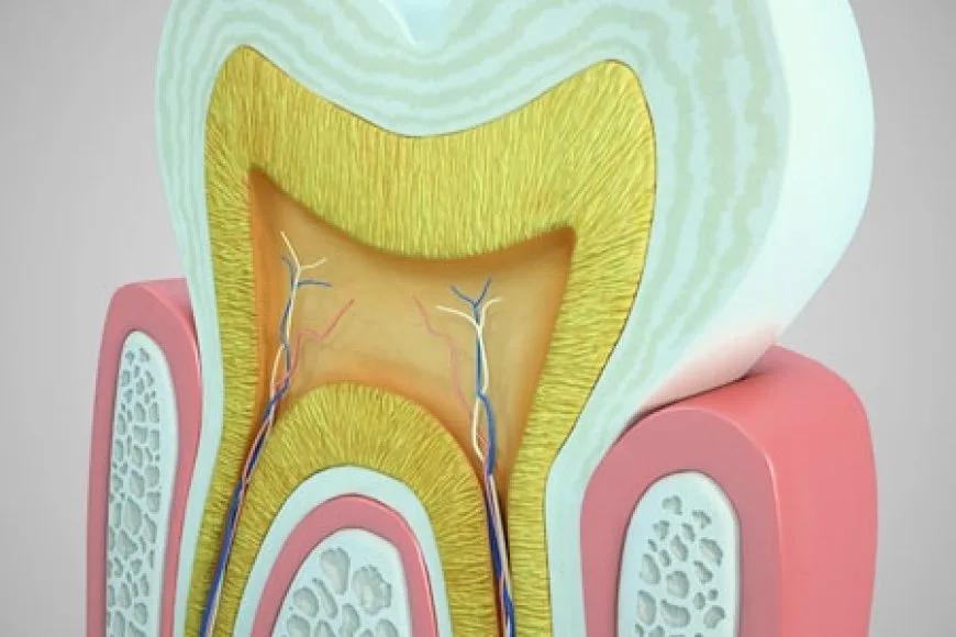 Endodontide Rejenerasyon