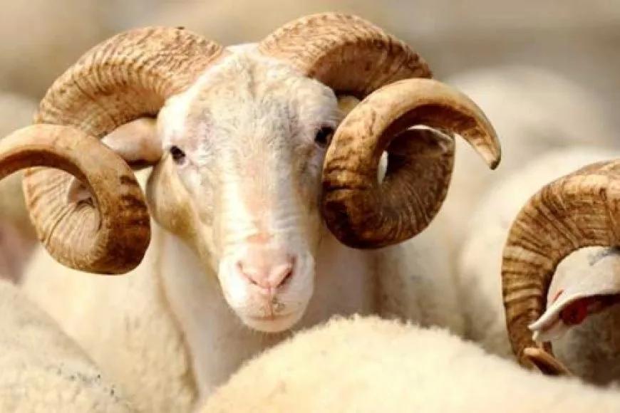 Kurban Bayramı tatili 9 gün oldu mu?