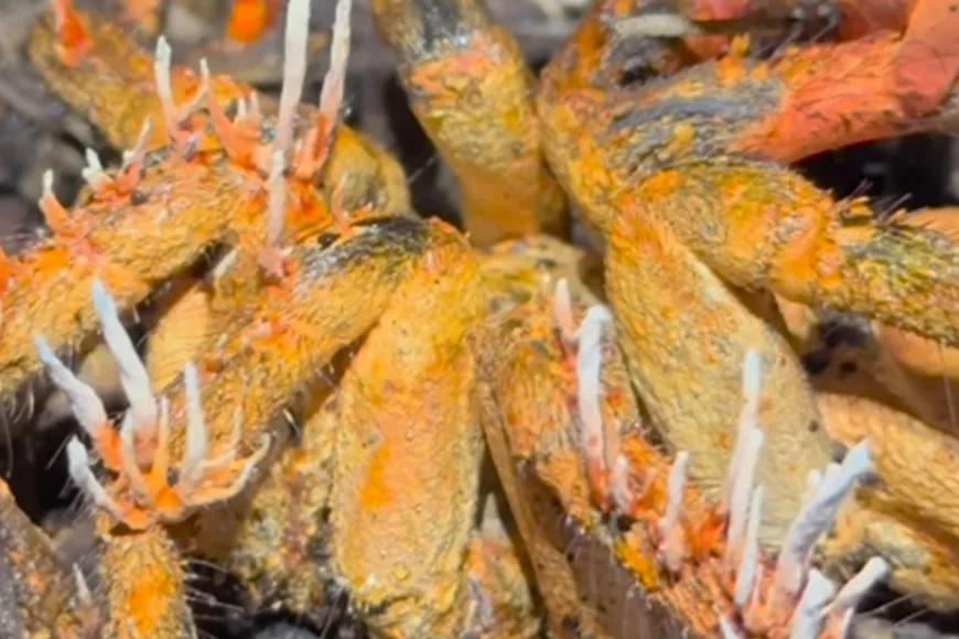Tarantulanın beynini ele geçirdi! Dizilere konu olan zombi mantarı böyle görüntülendi