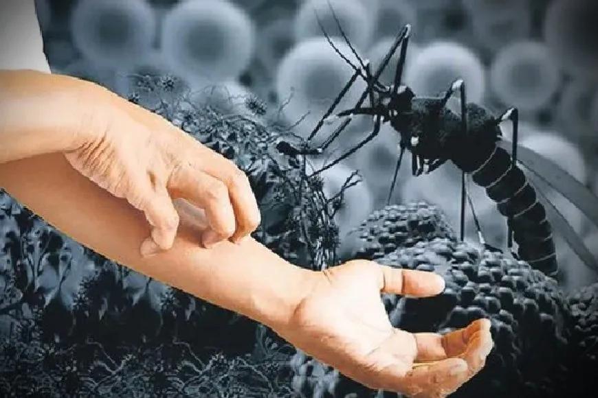 Bir kişiye tanı konuldu: Bodrum'da "Batı Nil virüsü" alarmı!