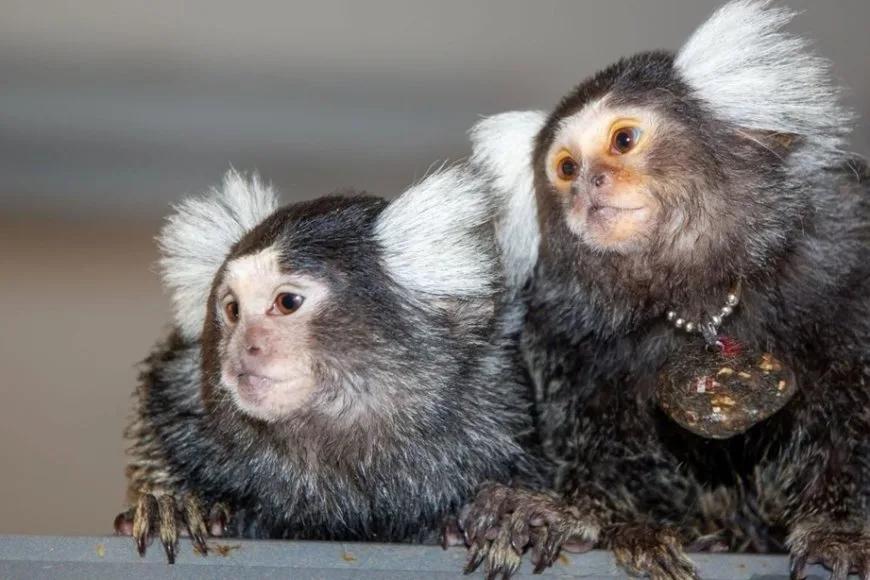Tıpkı insanlar gibi birbirlerine isim veriyorlar! Yalnızca 3 hayvan türünde görüldü