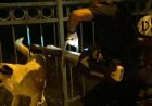 Hatay’da demir korkuluklara sıkışan köpeği itfaiye ekibi kurtardı