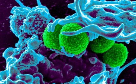 Bakterilerde Direnç Gelişmesini Önleyen Antibiyotik