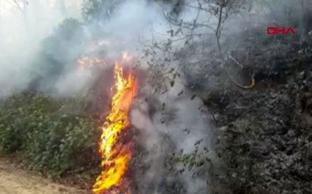 Karadeniz'de 5 ilde 71 noktada yangınlar sürüyor