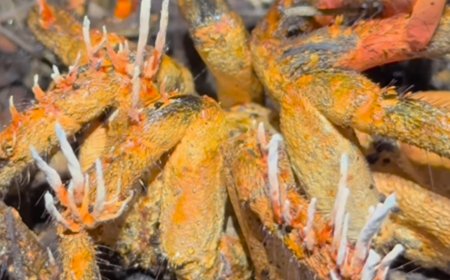 Tarantulanın beynini ele geçirdi! Dizilere konu olan zombi mantarı böyle görüntülendi