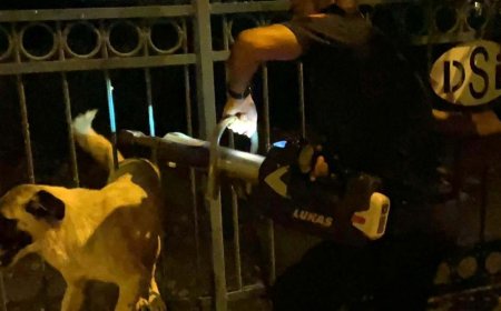 Hatay’da demir korkuluklara sıkışan köpeği itfaiye ekibi kurtardı