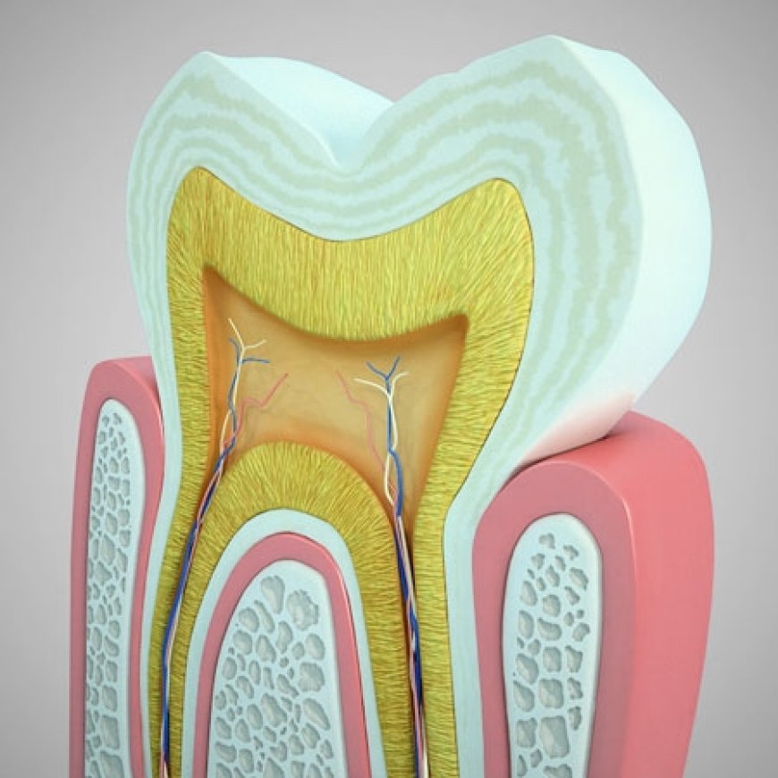 Endodontide Rejenerasyon