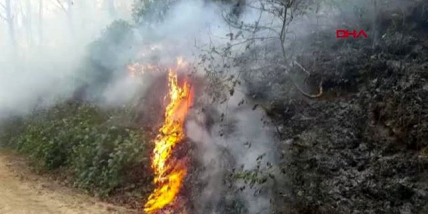 Karadeniz'de 5 ilde 71 noktada yangınlar sürüyor